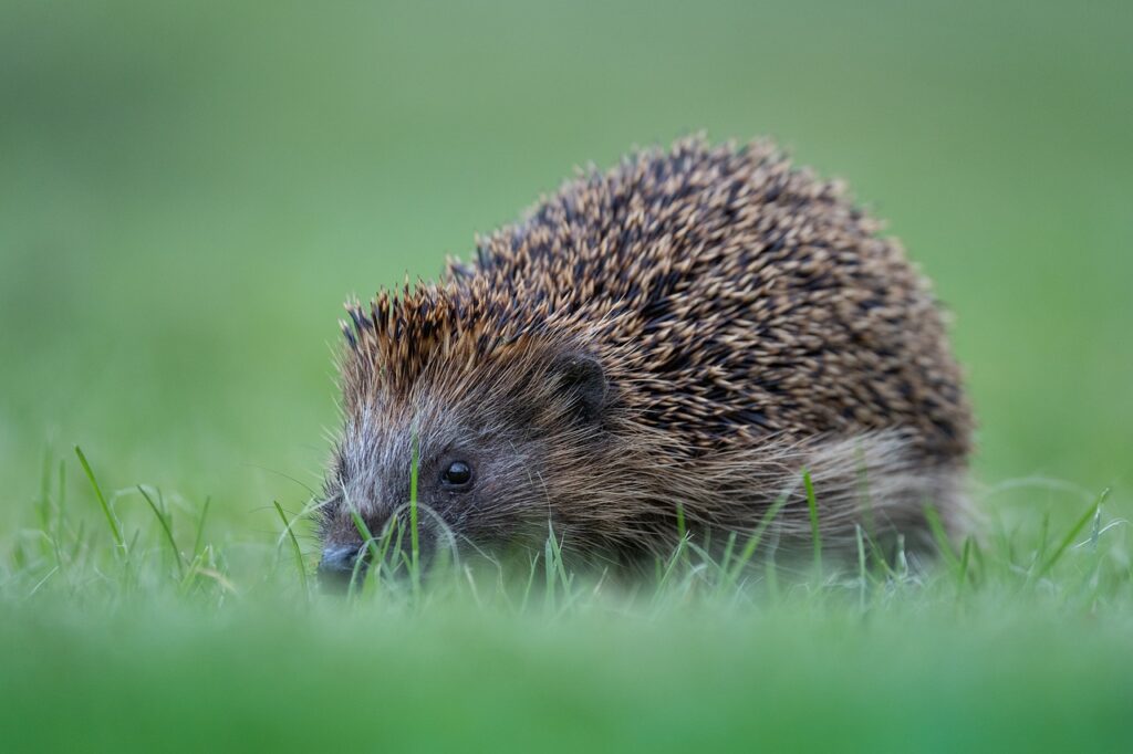 hedgehog, cute, prickly-7710053.jpg